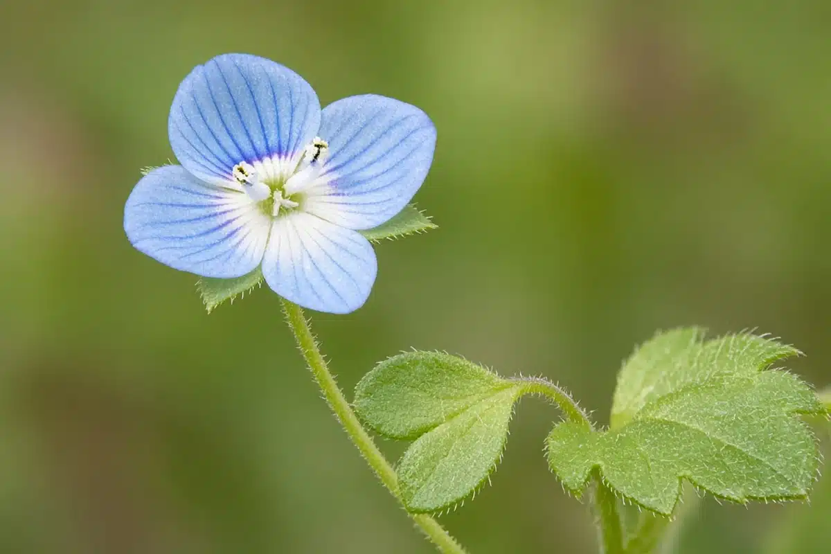 Persian speedwell sky-blue flower with dark stripes and white center beside toothed leaves