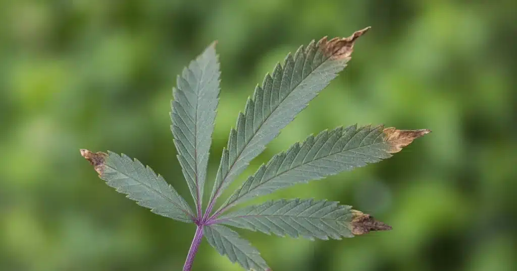 Dark blue-green cannabis leaf with a purple stem and brown leaflet tips