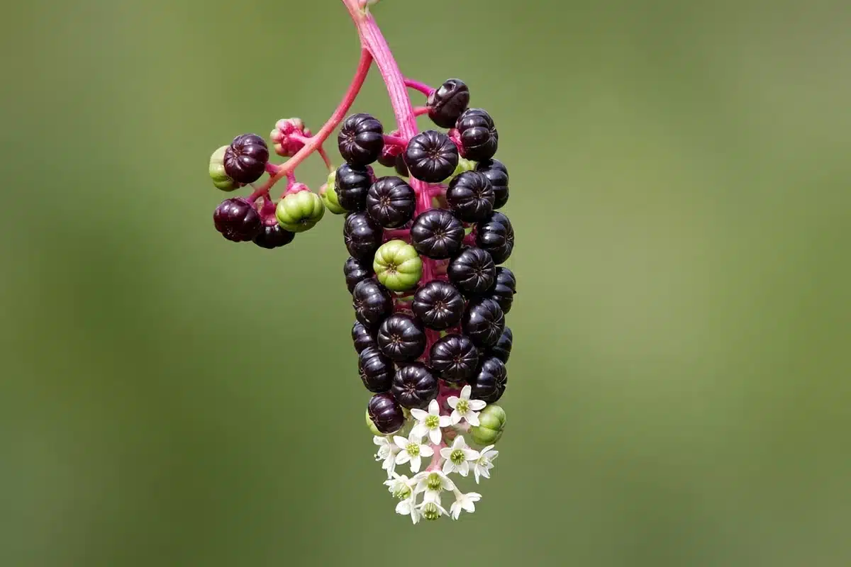 Pokeweed drooping cluster of dark purple berries on a magenta stalk