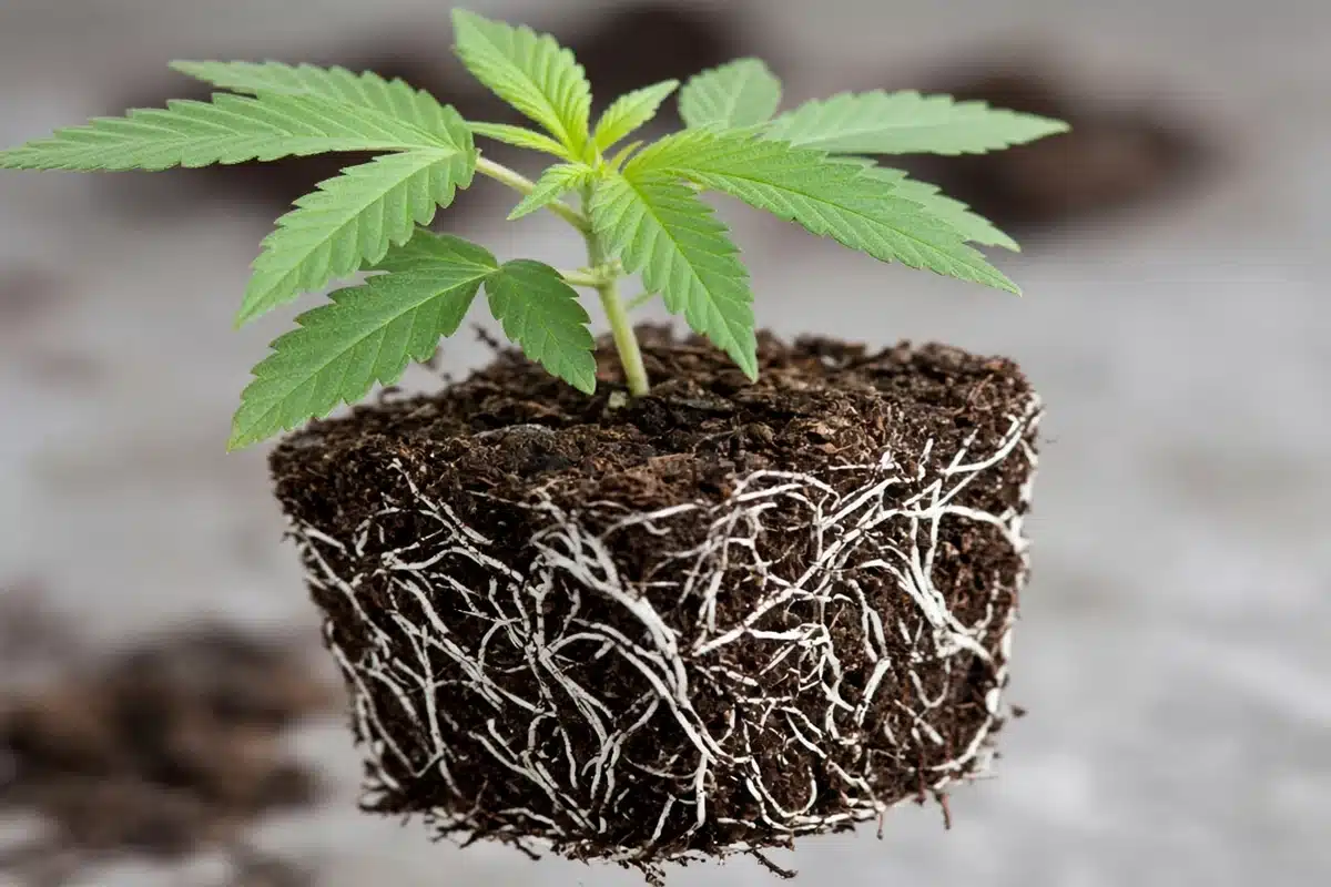 Cannabis seedling lifted from its cell with roots forming a mat around the root ball