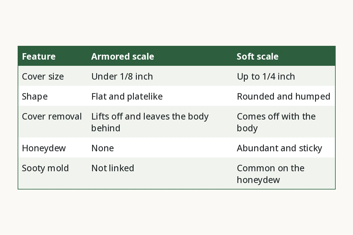 Armored Scale vs Soft Scale. Feature, Armored scale, Soft scale. Cover size, Under 1/8 inch, Up to 1/4 inch. Shape, Flat and platelike, Rounded and humped. Cover removal, Lifts off and leaves the body behind, Comes off with the body. Honeydew, None, Abundant and sticky. Sooty mold, Not linked, Common on the honeydew.