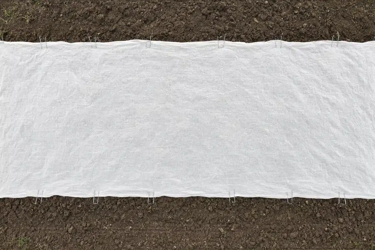 Light fabric cover pinned over a freshly sown garden bed