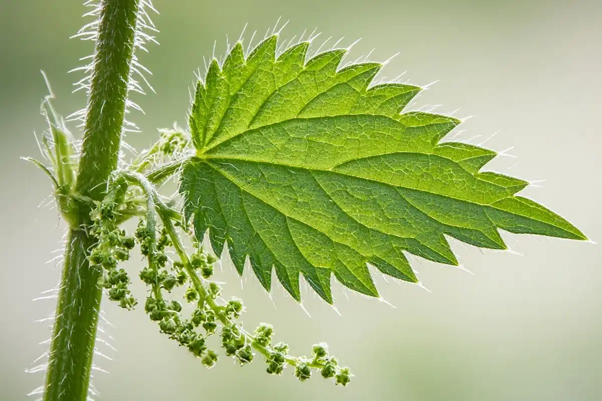 Stinging nettle hairy stem with a toothed leaf and drooping strings of tiny green flowers