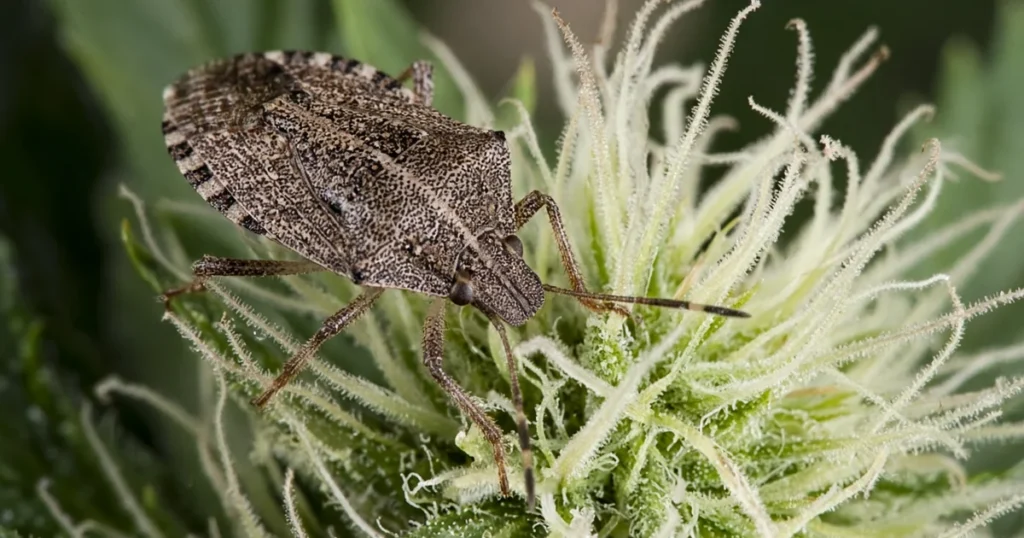 Brown marmorated stink bug on a cannabis bud site