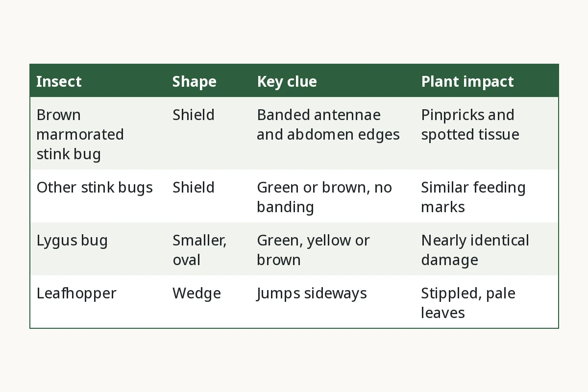 Chart comparing stink bugs, lygus bugs and leafhoppers