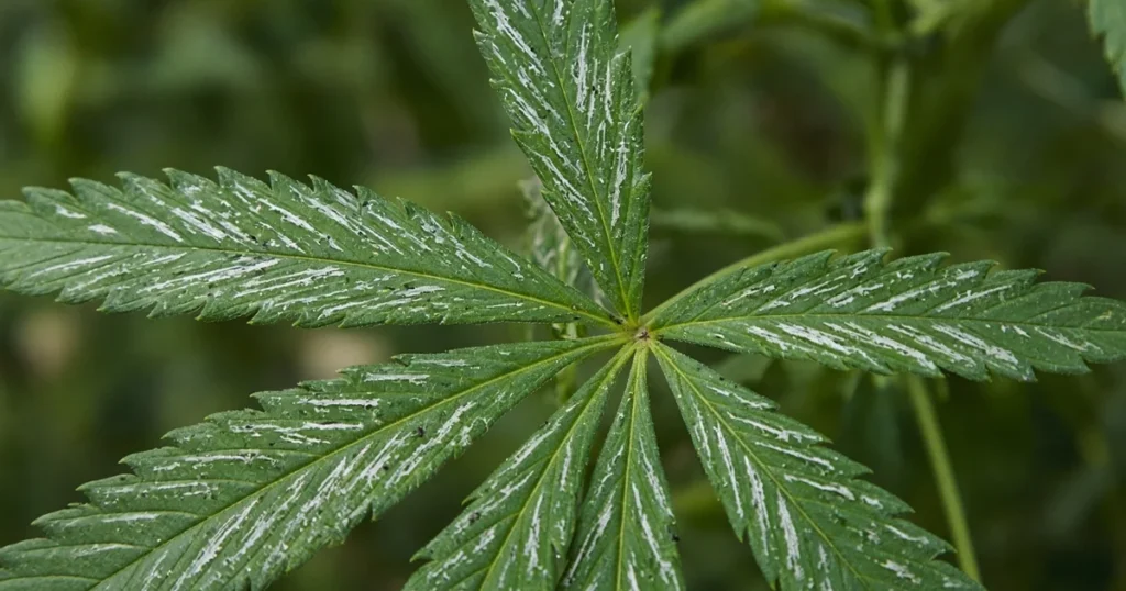 Cannabis fan leaf with silvery streaks and black specks from thrips feeding