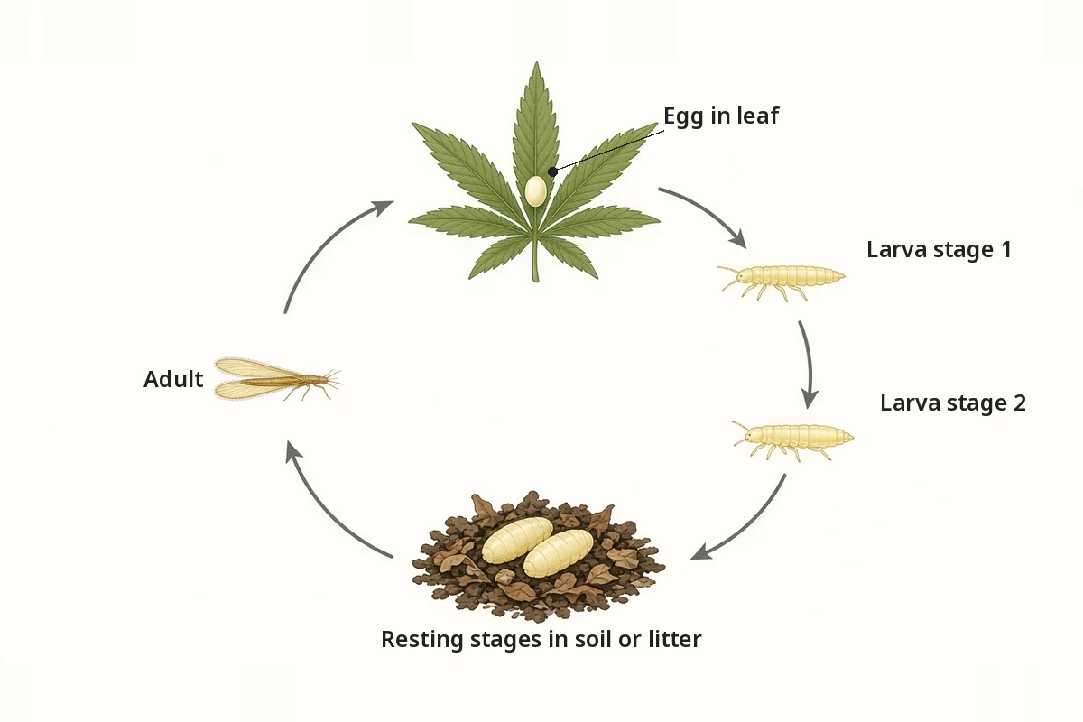 Life cycle drawing showing thrips eggs in leaves, larvae feeding and resting stages in soil