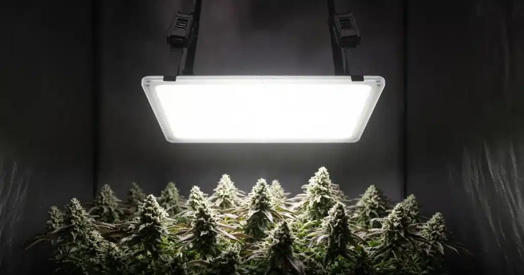 Bright LED panel on ratchet hangers lowered over a flowering cannabis canopy