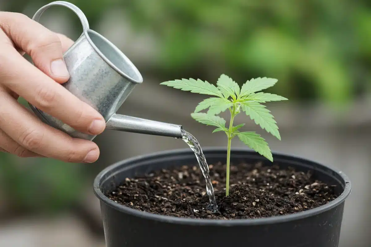 Grower giving a cannabis seedling a light first feed at the base of the stem