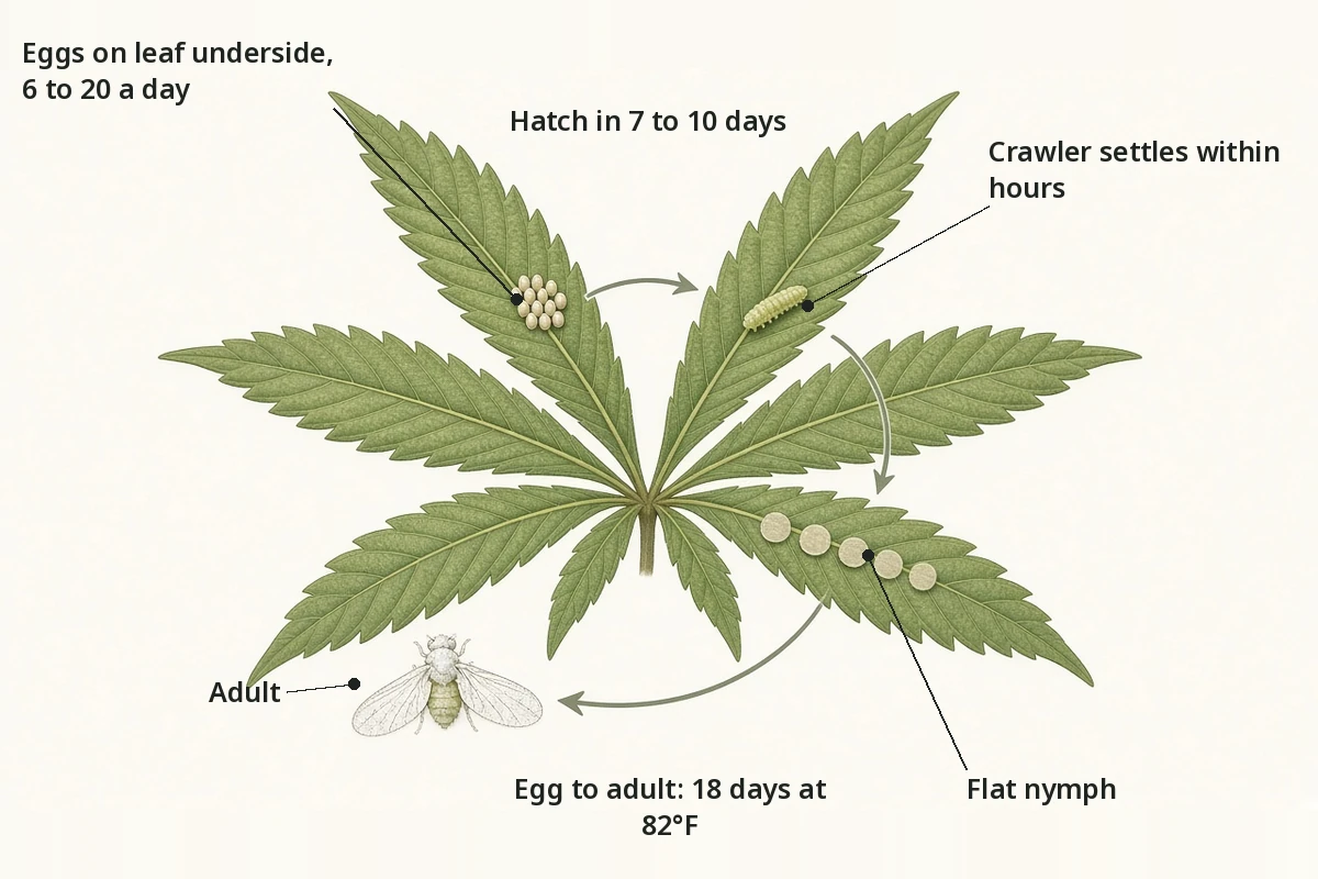 Cycle chart of whitefly egg, crawler, nymph and adult in 18 days at 82°F