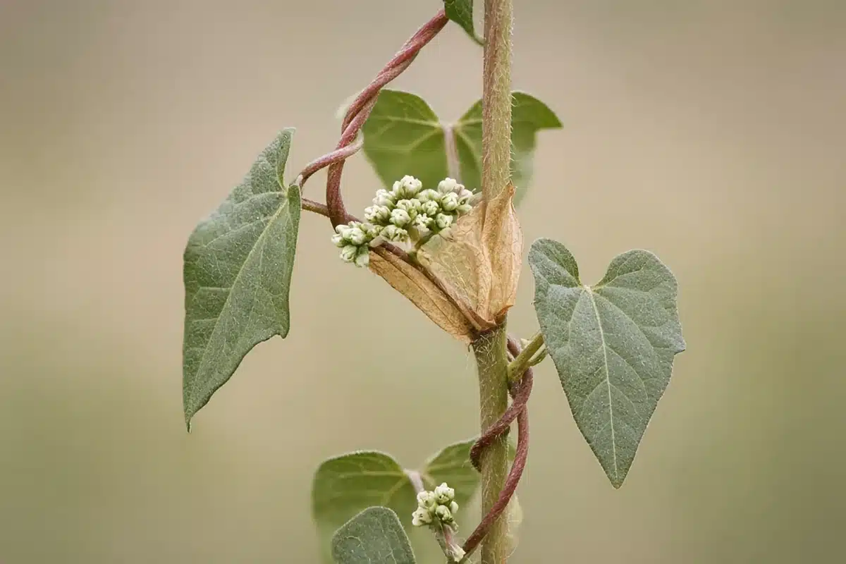 Wild buckwheat vine with heart-shaped leaves and small greenish flowers twining a stem