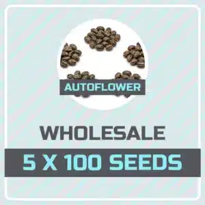 Kind Seed Co autoflower mix pack of 500 cannabis seeds, 5 strains x 100 seeds