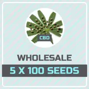 Kind Seed Co CBD mix pack of 500 cannabis seeds, 5 strains x 100 seeds