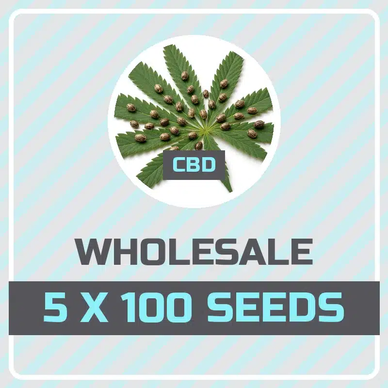 Kind Seed Co CBD mix pack of 500 cannabis seeds, 5 strains x 100 seeds