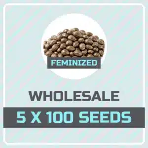 Kind Seed Co feminized mix pack of 500 cannabis seeds, 5 strains x 100 seeds
