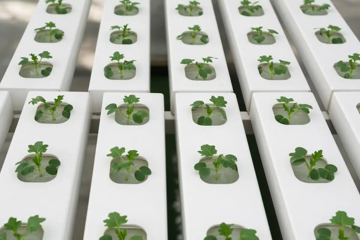 Land cress seedlings in NFT channels