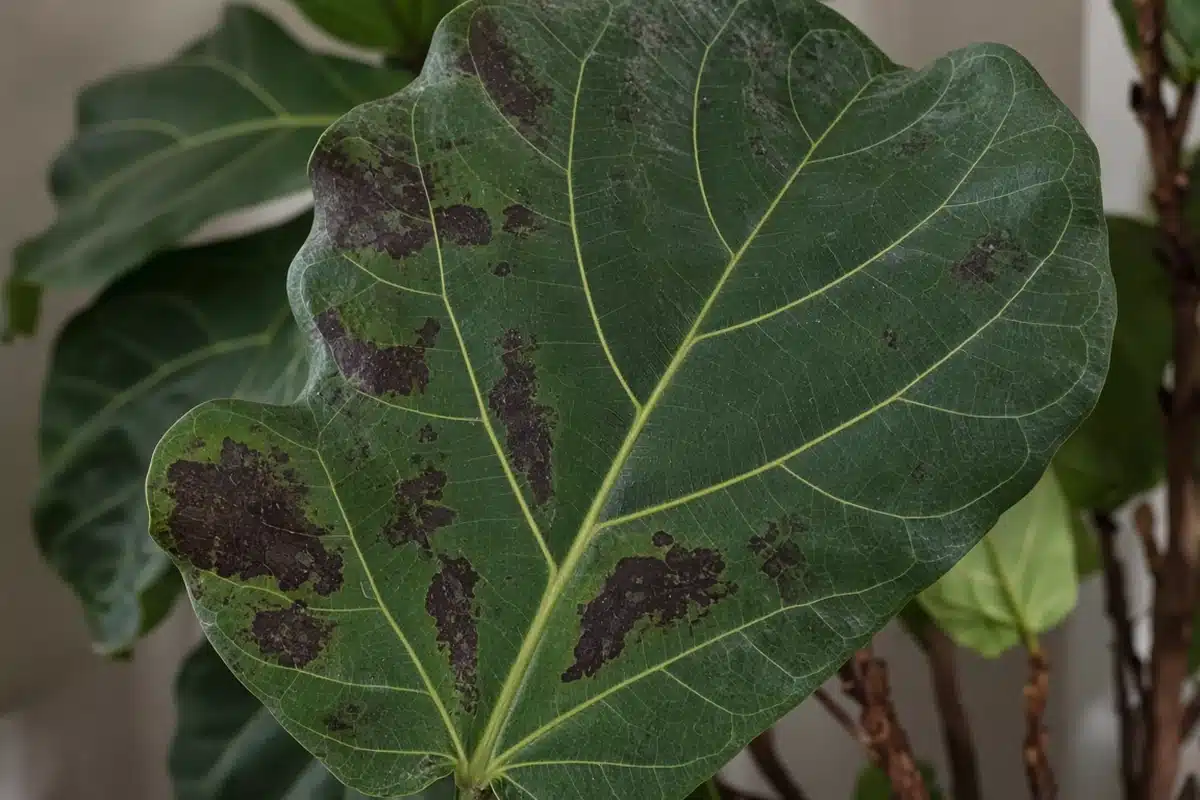 Large fiddle leaf fig leaf with brown patches
