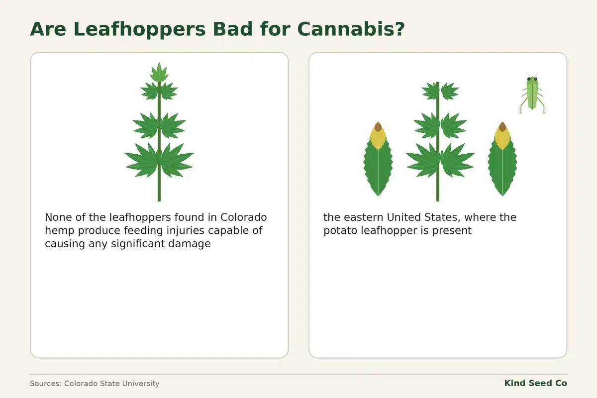 Diagram contrasting healthy Colorado hemp with eastern US hemp, where the potato leafhopper causes yellow leaflet tips
