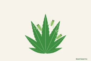 Illustration of a cannabis fan leaf with small green, wedge-shaped leafhoppers and pale feeding specks on the leaflets