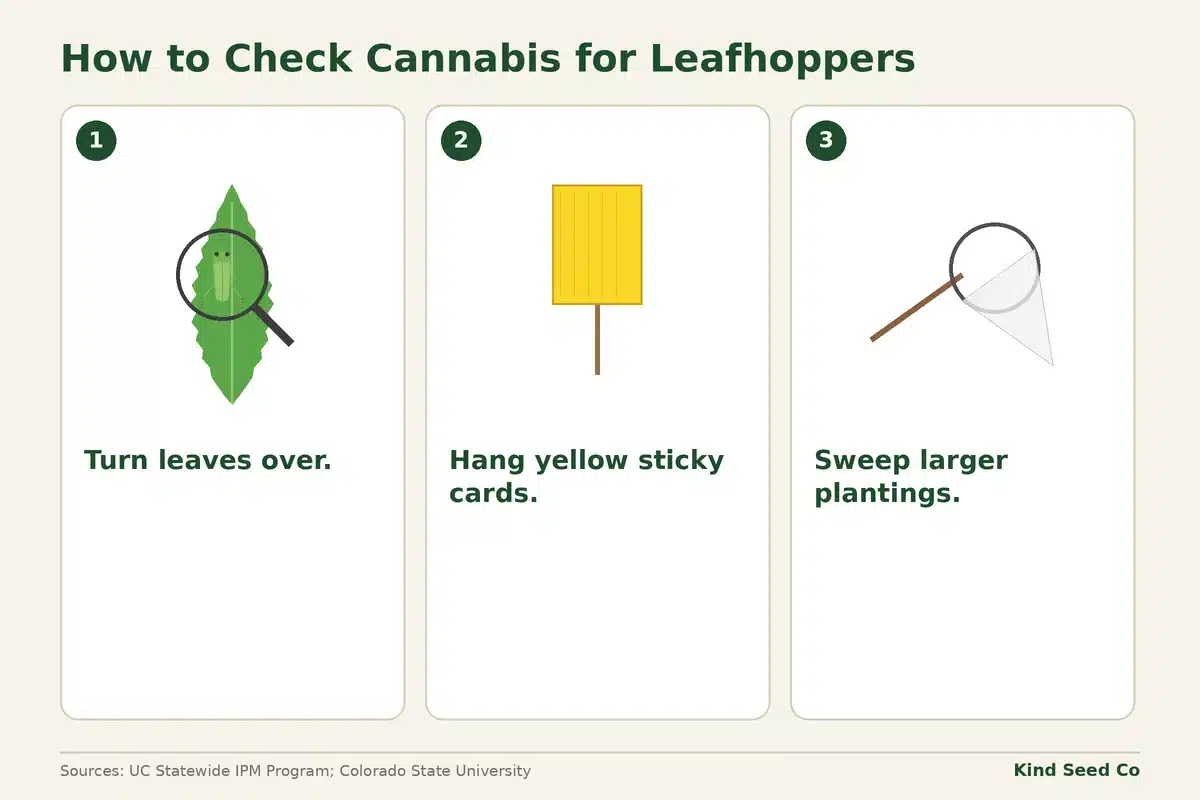 Numbered diagram of scouting for leafhoppers: turn leaves over, hang yellow sticky cards, and use sweep nets