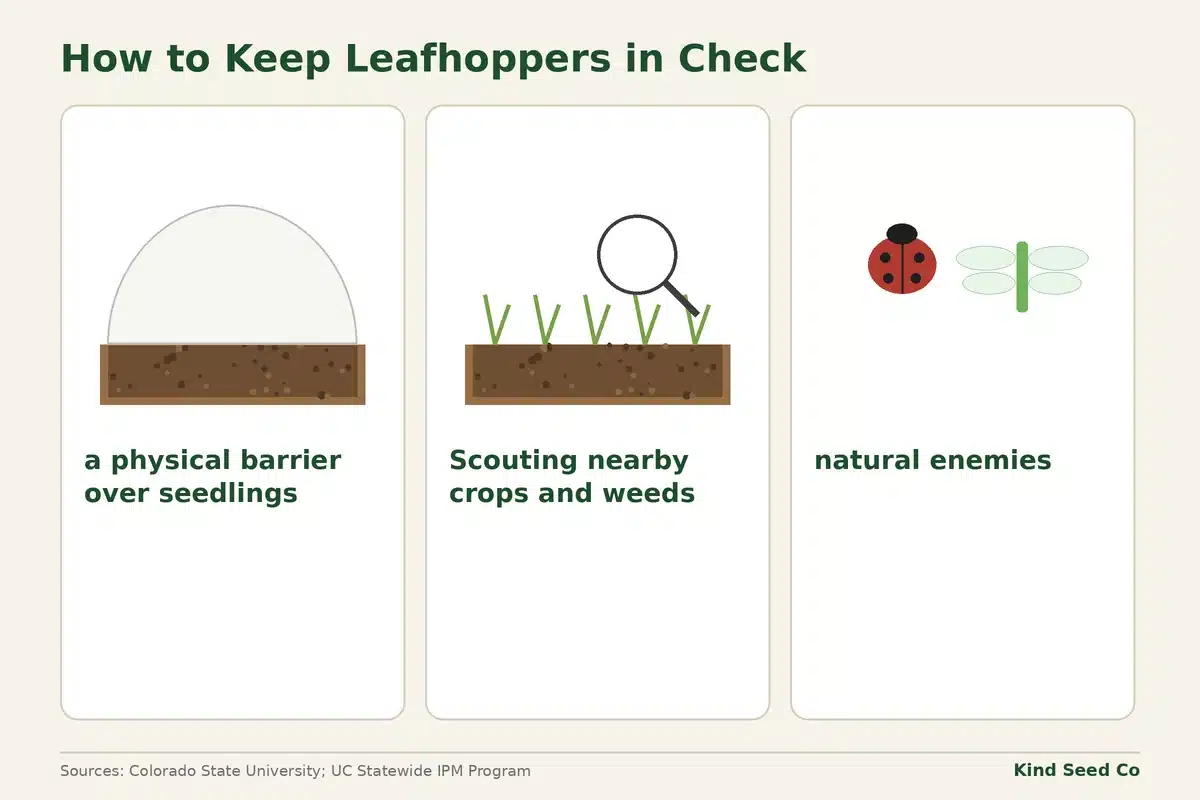 Diagram of three ways to keep leafhoppers in check: a barrier over seedlings, scouting weeds, and natural enemies