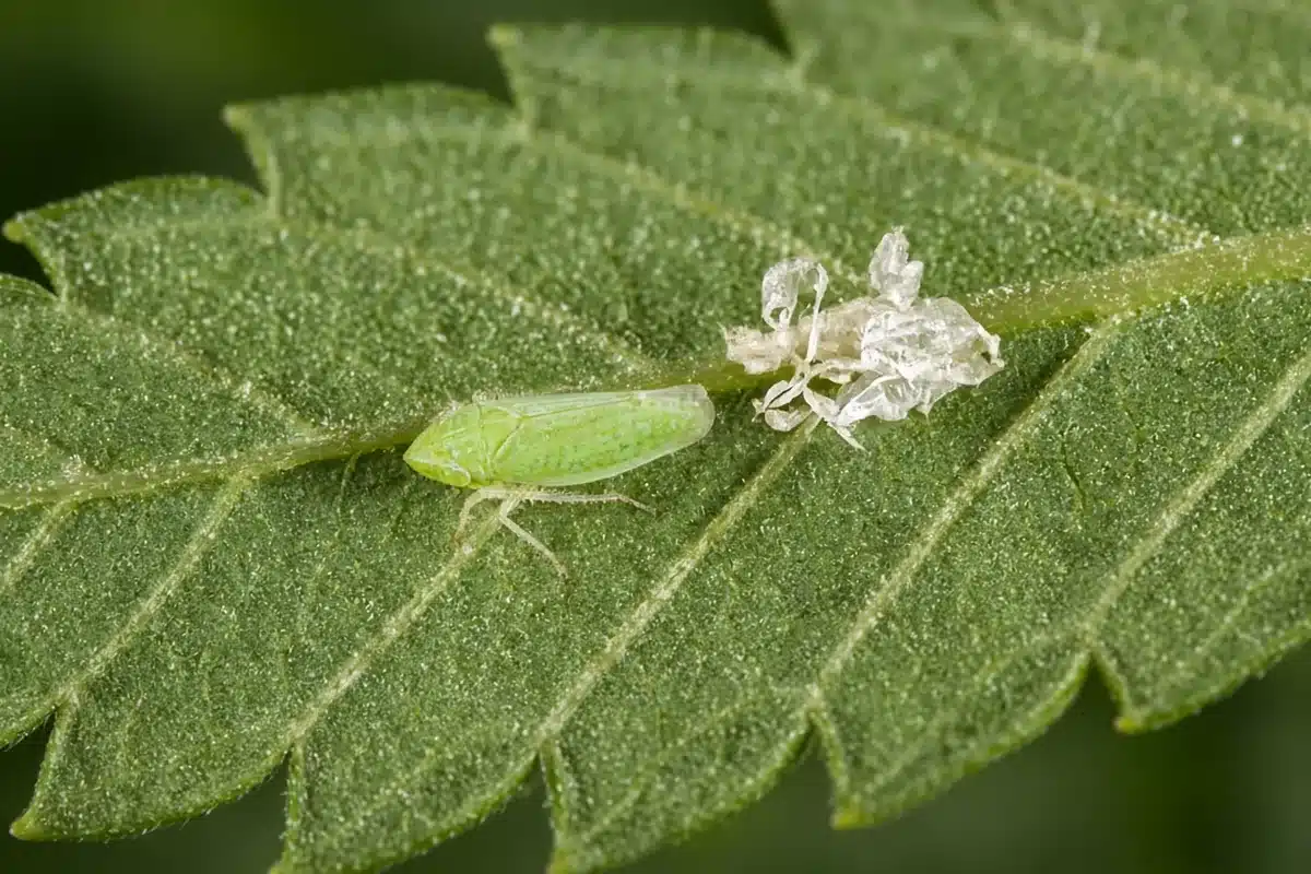 Photo-style illustration of the underside of a cannabis leaflet with a small green leafhopper and a pale cast skin