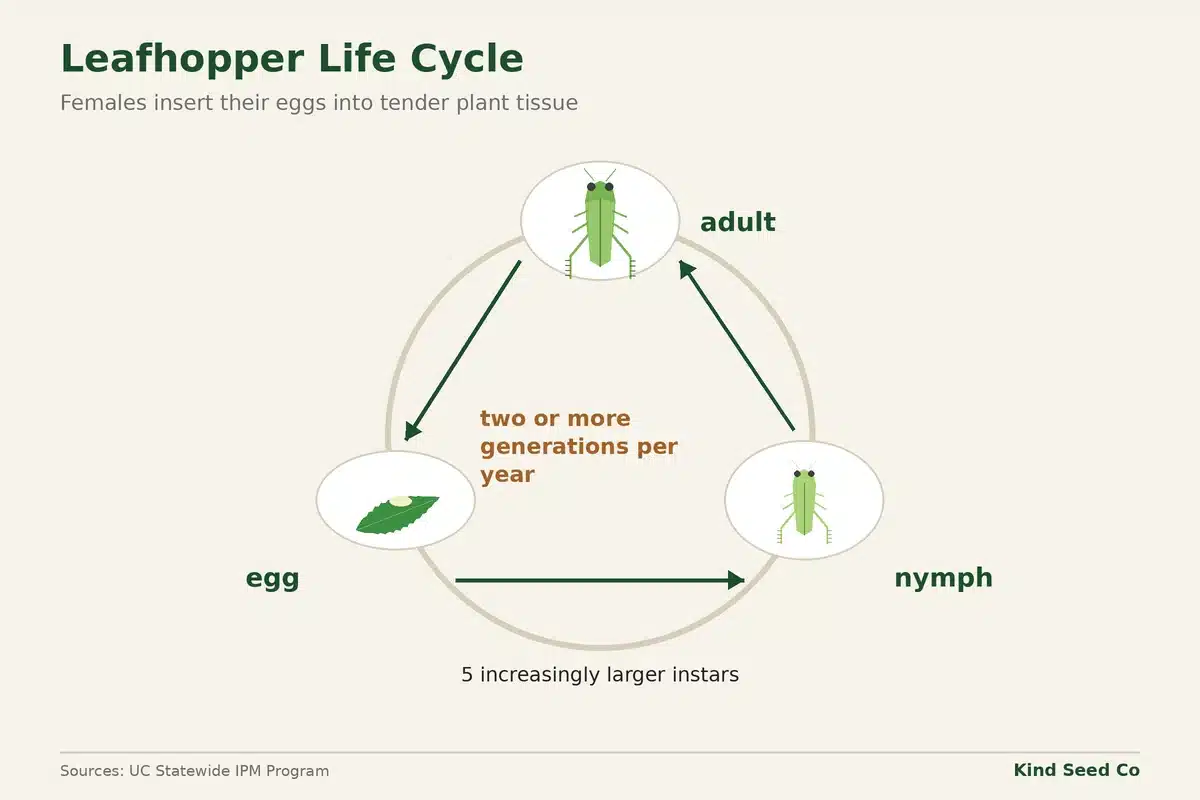 Cycle diagram of a leafhopper going from egg to nymph to adult, with nymphs growing through 5 increasingly larger instars