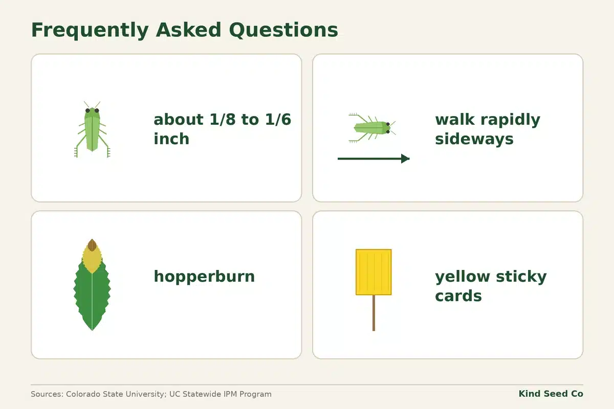 Leafhopper fact card: about 1/8 to 1/6 inch, walk rapidly sideways, hopperburn, and yellow sticky cards