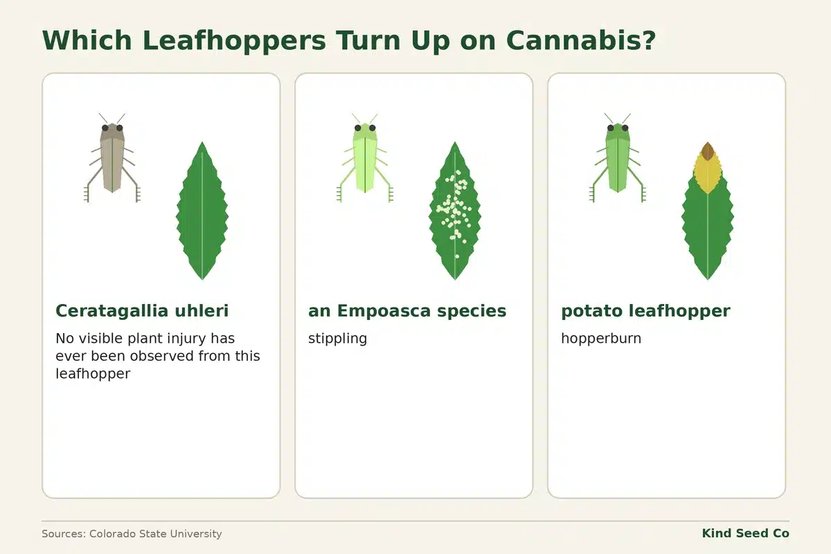 Diagram of three leafhoppers on hemp: Ceratagallia uhleri, a flecking Empoasca species, and the potato leafhopper