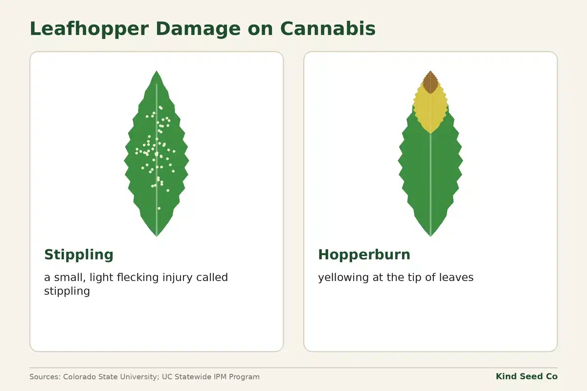 Diagram of two cannabis leaflets, one with pale stippling from mesophyll feeders and one with hopperburn yellowing at the tip