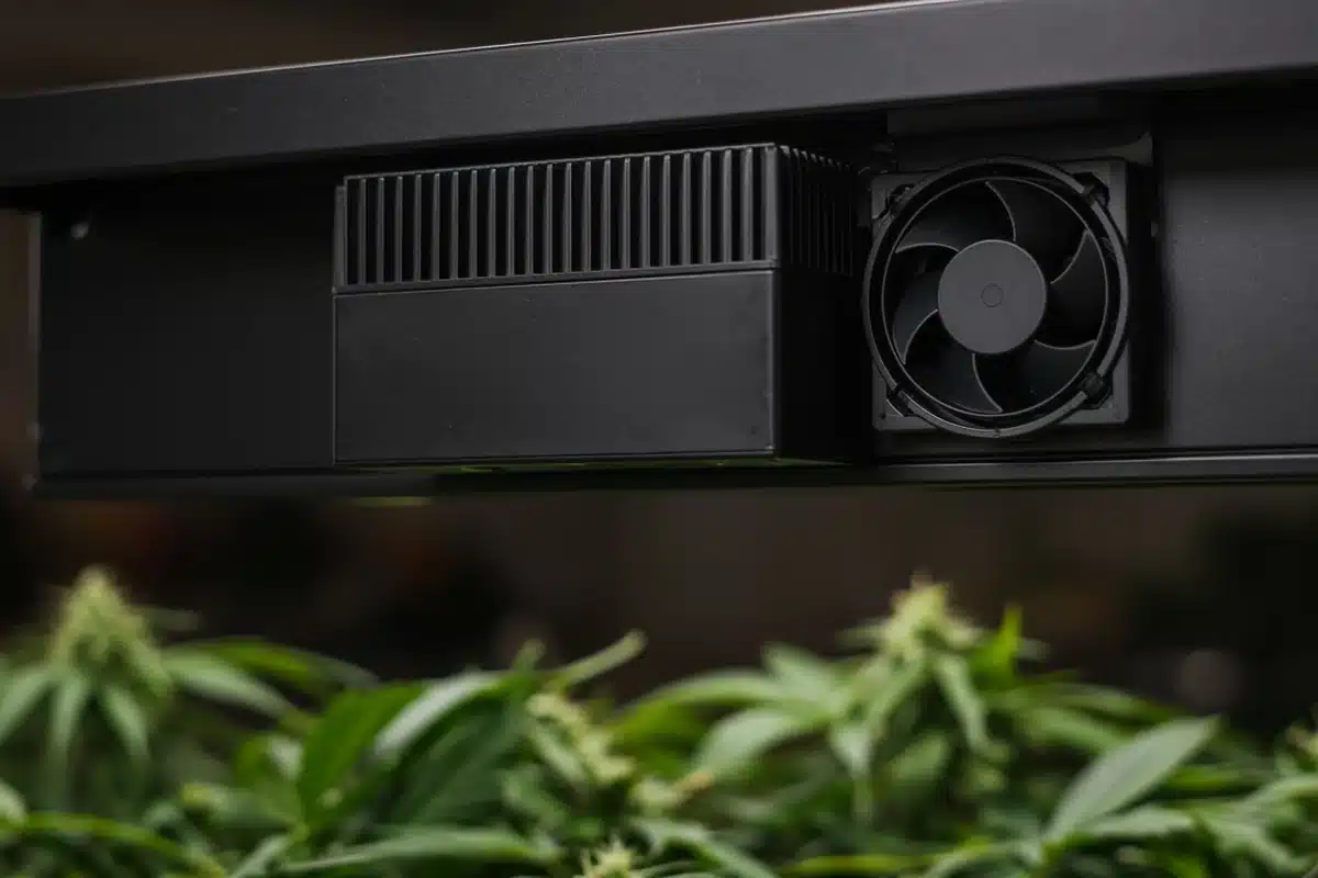 Close view of an LED grow light driver box and cooling fan hanging above cannabis plants
