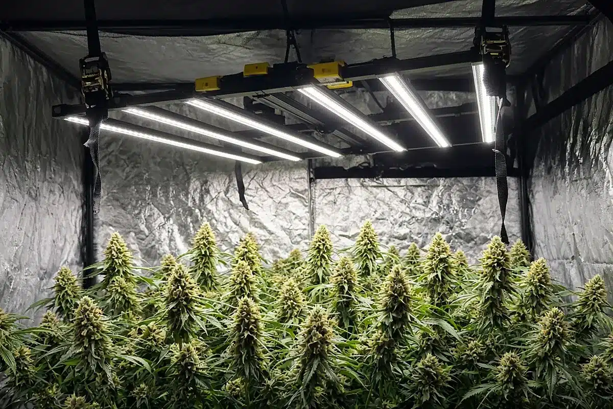 LED grow light over a flowering canopy