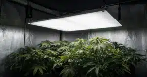 LED grow light hanging above a cannabis canopy in a grow tent
