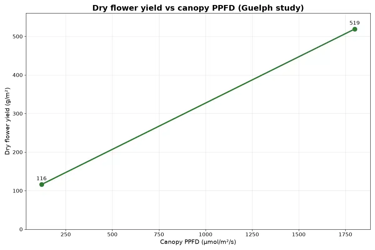 Line chart of cannabis dry flower yield rising in a straight line from 116 to 519 grams per square meter as canopy light rose from 120 to 1,800