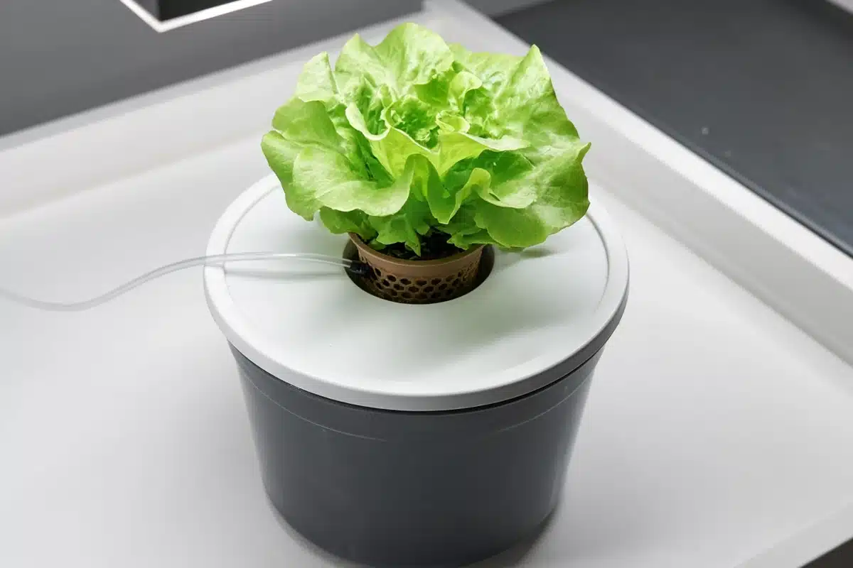 Lettuce growing in a small deep water culture system