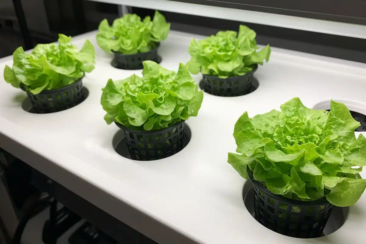 Lettuce growing in net cups in a hydroponic lid