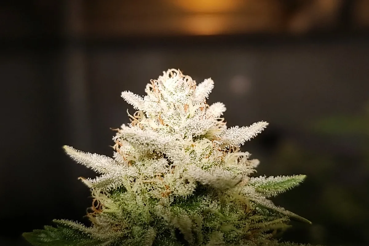 Light bleached cannabis bud top