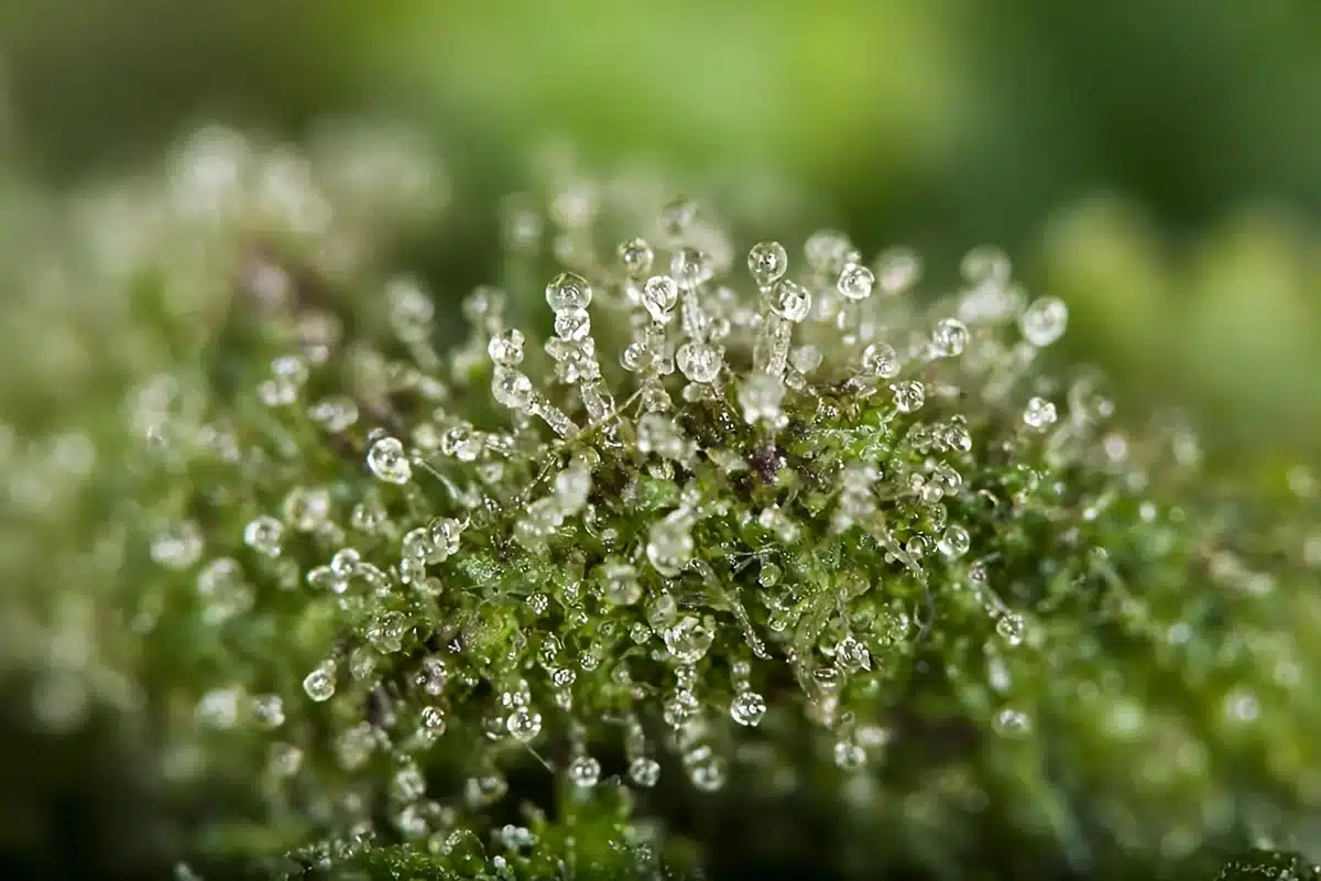 Macro view of cannabis trichome resin heads