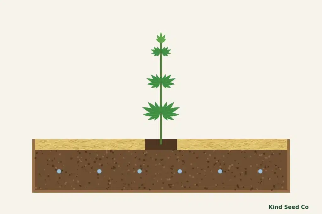 Illustration of an outdoor cannabis plant in a garden bed with a ring of straw mulch and a bare gap around the stem