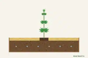Illustration of an outdoor cannabis plant in a garden bed with a ring of straw mulch and a bare gap around the stem