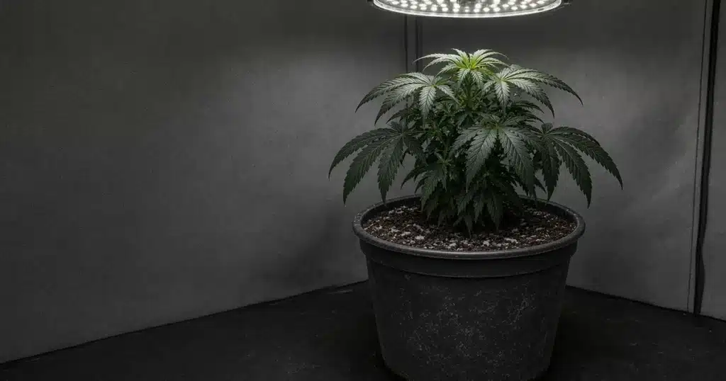 Dark green cannabis plant under a grow light, leaf tips starting to turn down