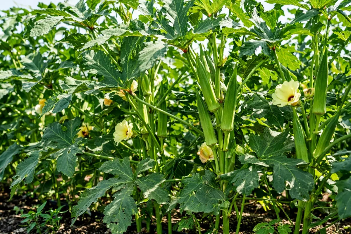 Okra plants growing in summer