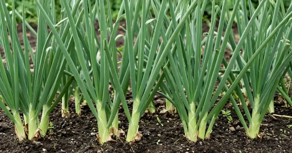 Onion plants with thick necks and no bulbs