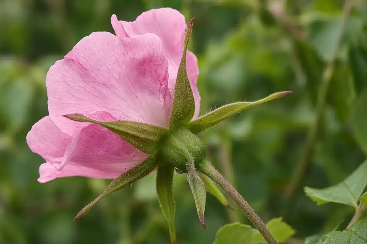 Open flower showing sepals beneath petals