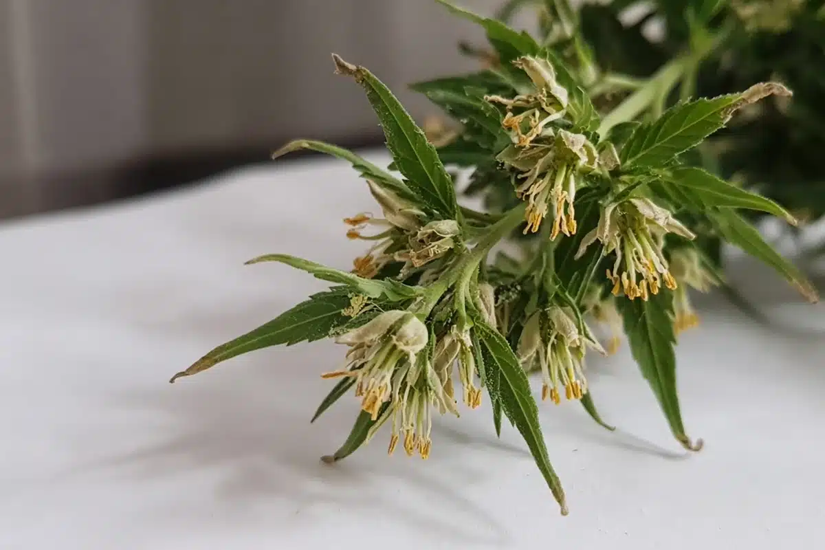 Open male cannabis flowers hanging from a branch above a clean white sheet in a breeding room