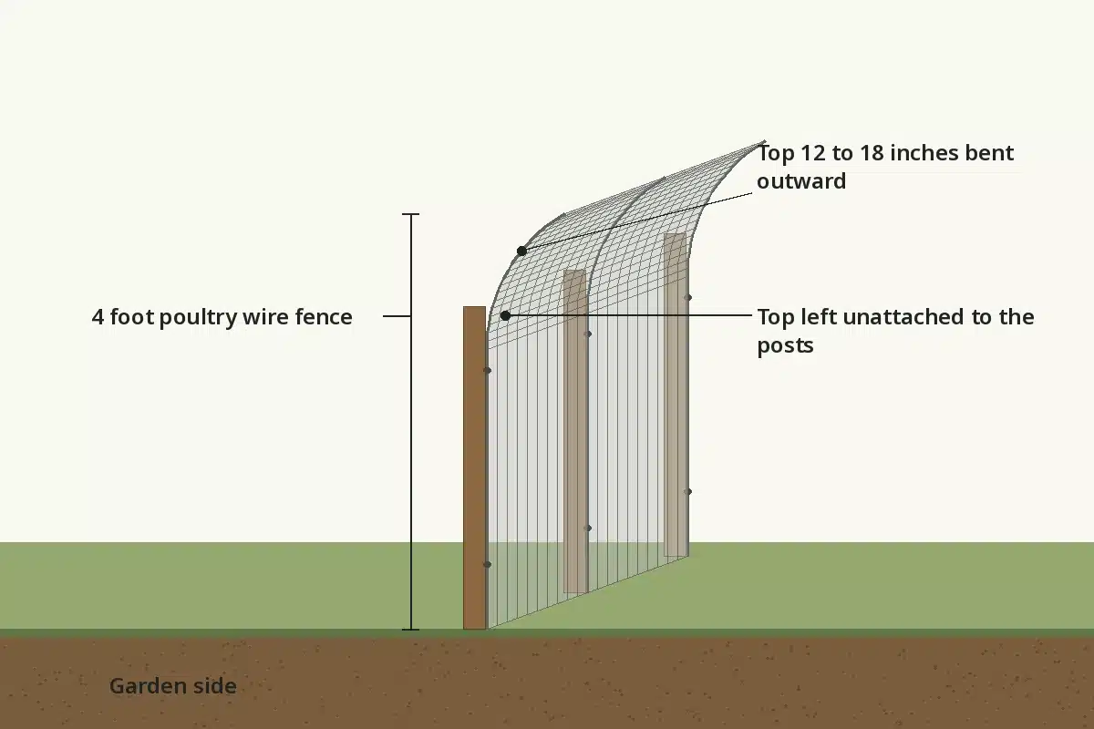 Side view of a 4 foot poultry wire fence around a garden with the top 12 to 18 inches bent outward and left unattached to the posts
