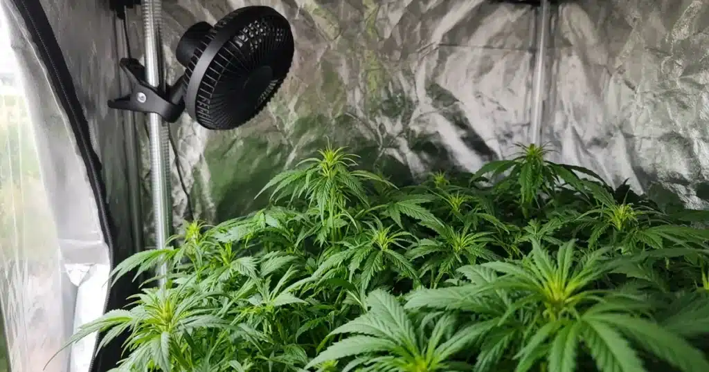 Small clip fan aimed across the top of a cannabis canopy inside a grow tent