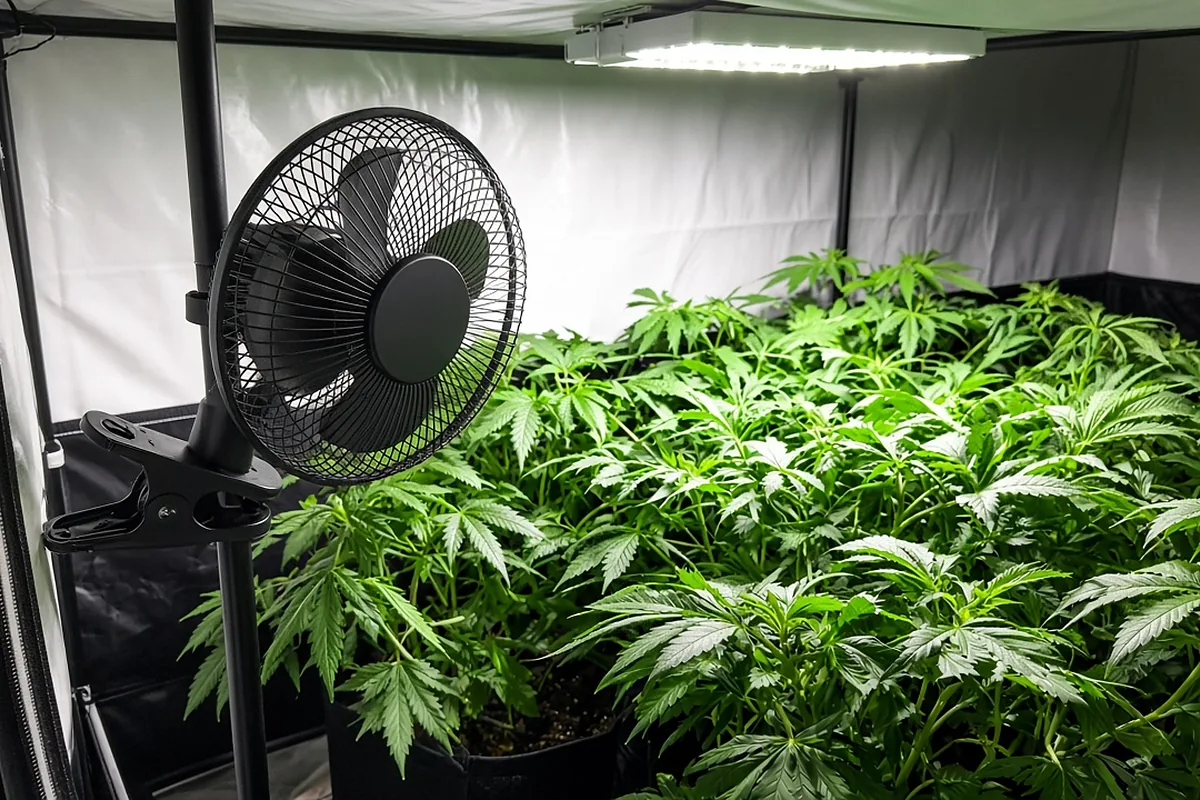 Oscillating fan moving cannabis leaves