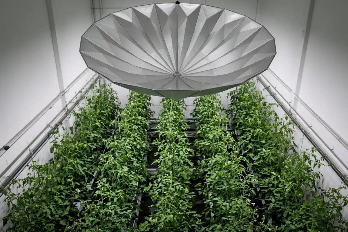 Parabolic reflector hanging in a tall grow room