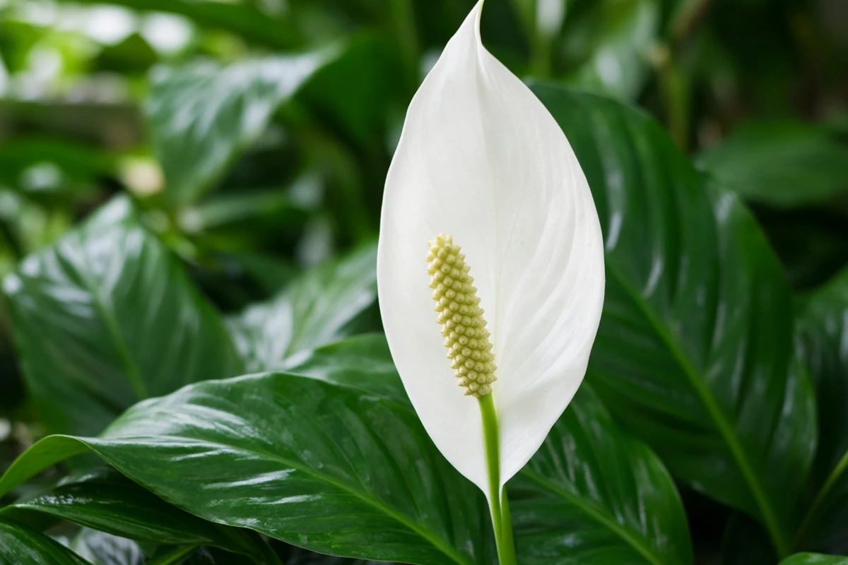 Peace lily with a white spathe